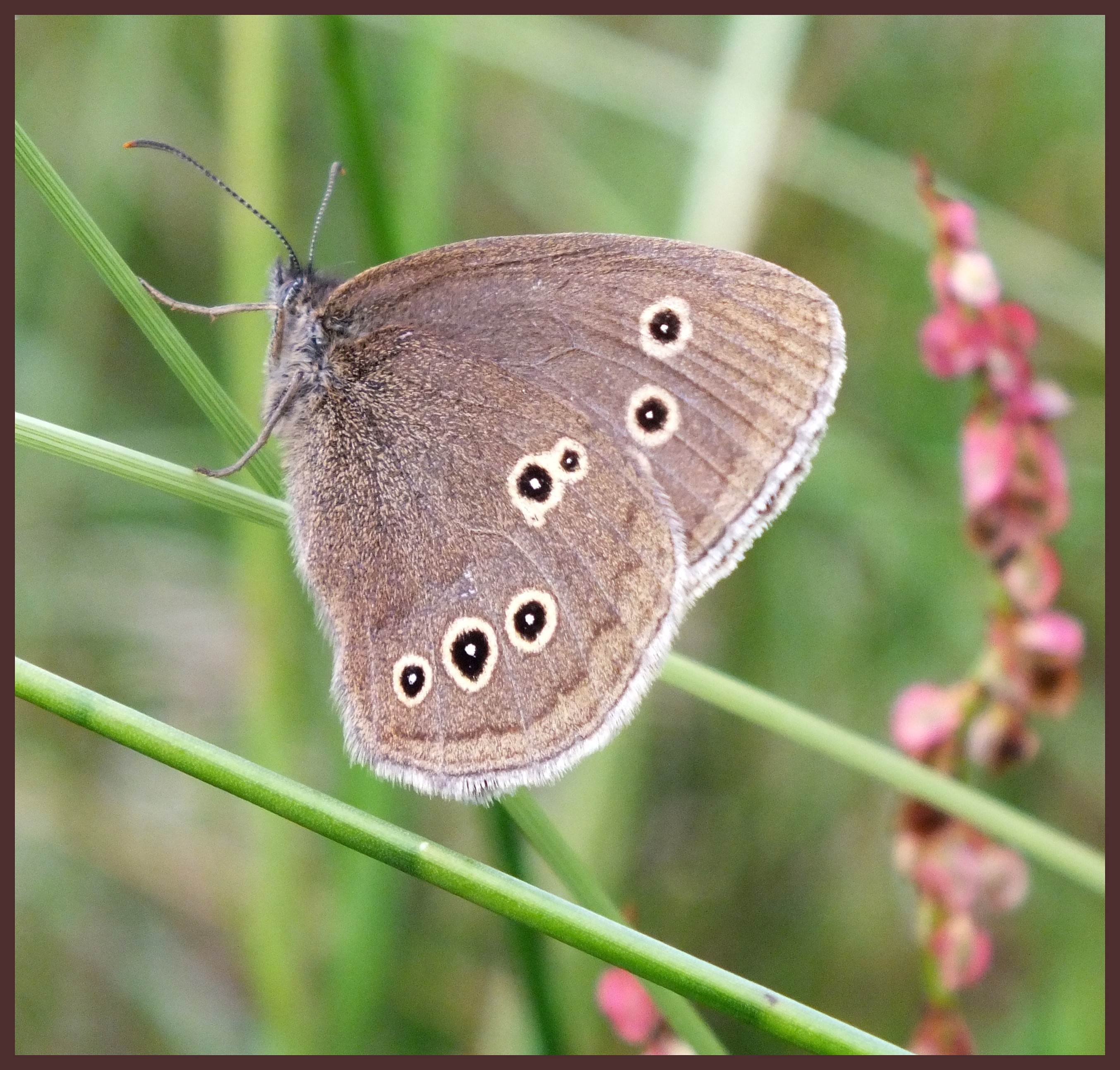 RINGLET Bill Bagley Photography